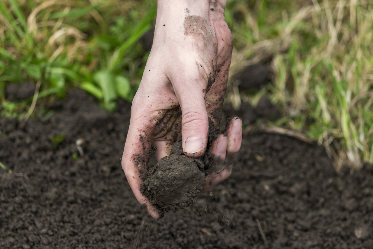 potting soil in hand