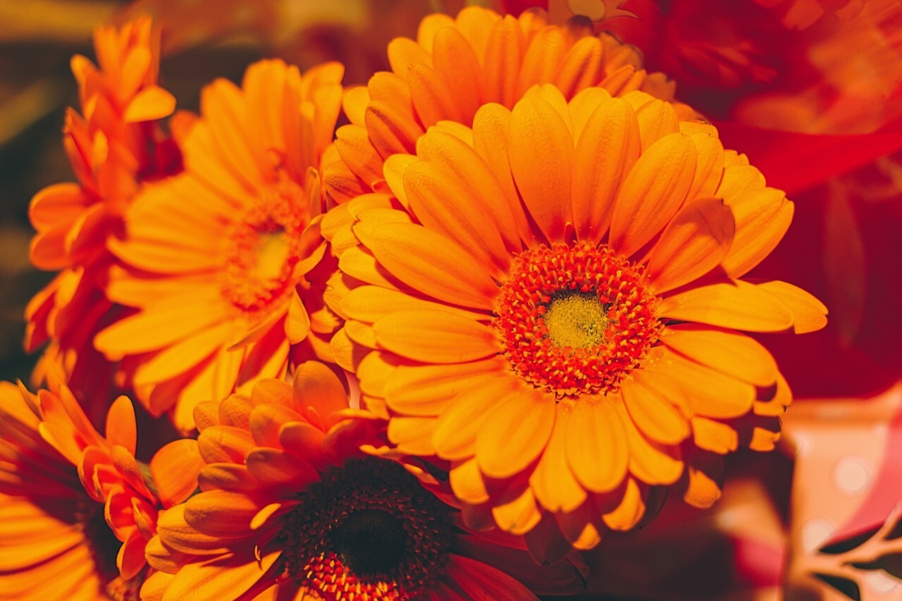 Closeup photo of orange daisy gerbera