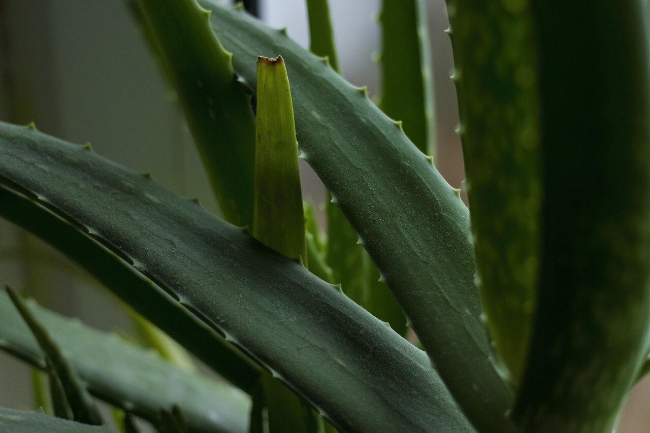 aloe vera plant