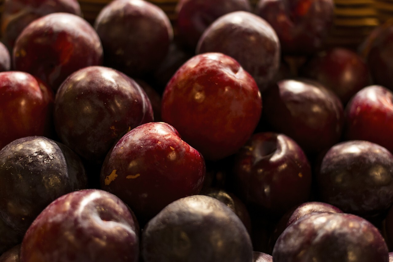 Close-up of fresh ripe plums, Harvest Concept