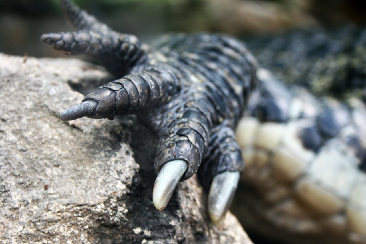 crocodile claw