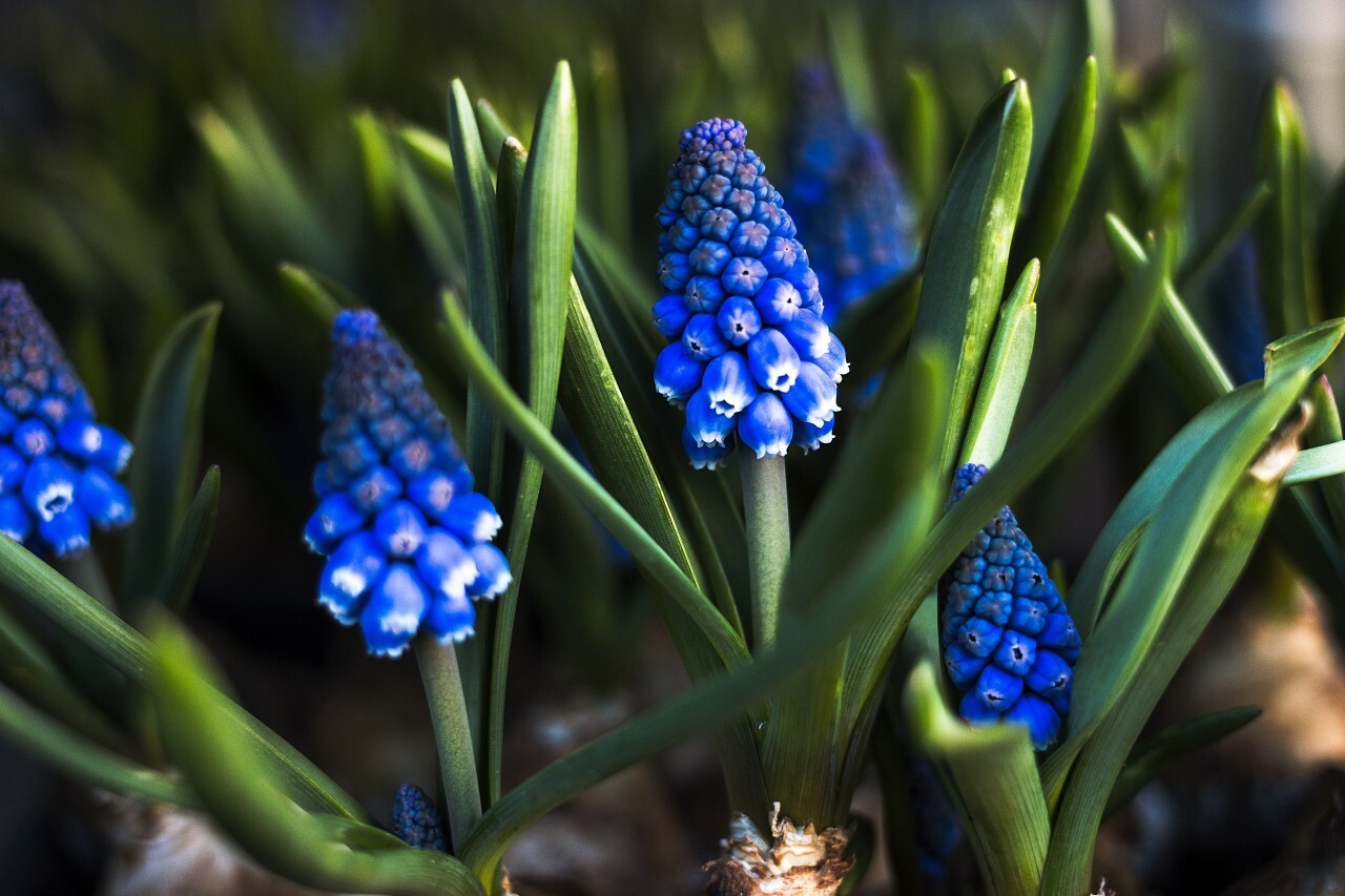 blue hyacinths