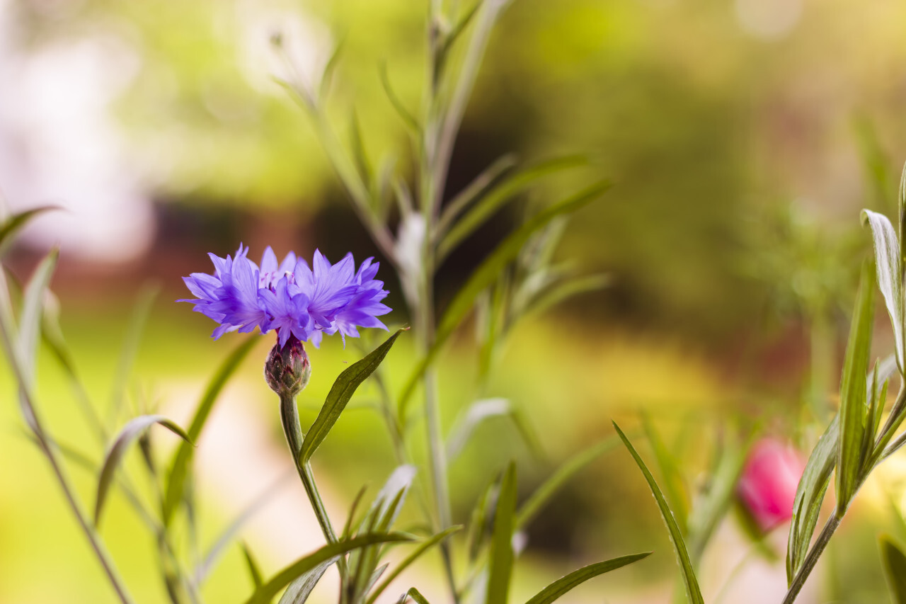 Blue Cornflower