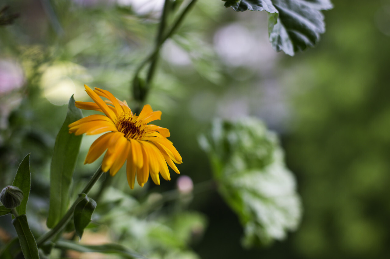 Pot Marigold (Calendula officinalis) on blur background.