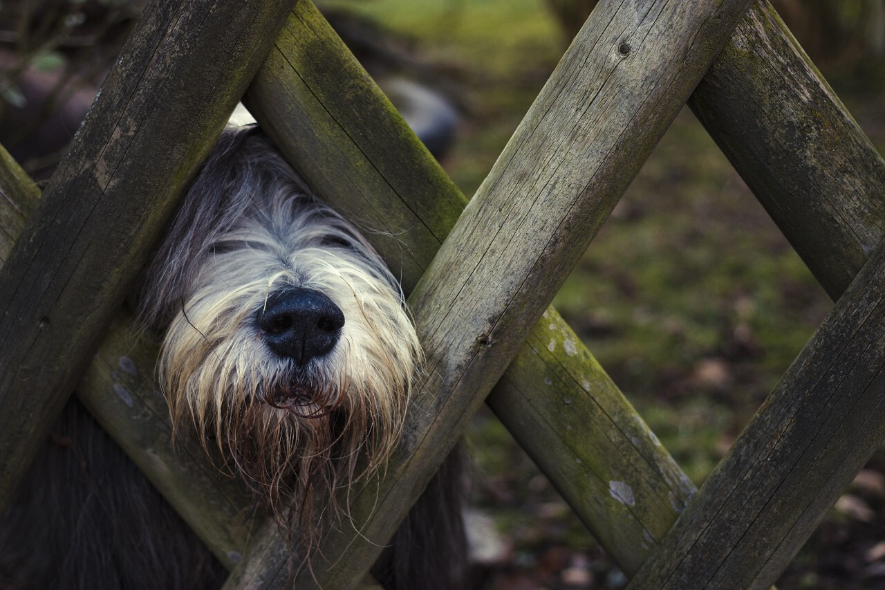 dog on the garden fence