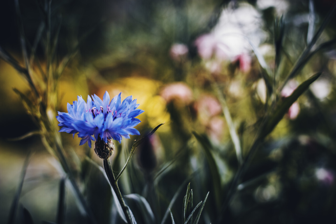 Blue cornflowers or Centaurea cyanus