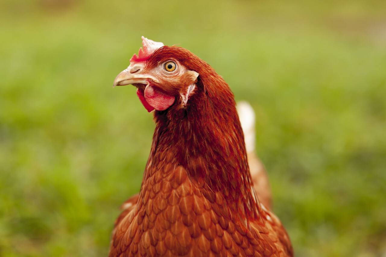 Young brown Rhode Island Red hen Portrait