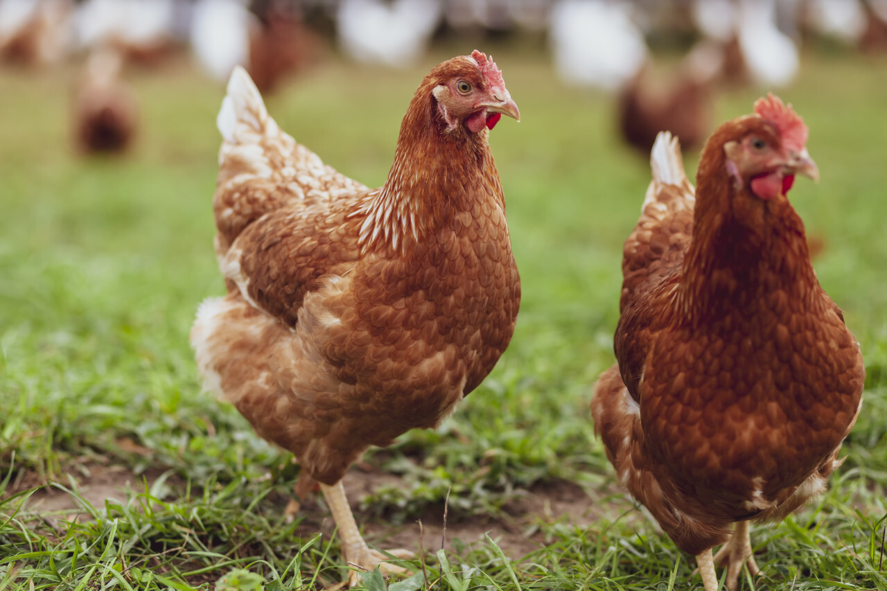 cute brown hen standing on green grass