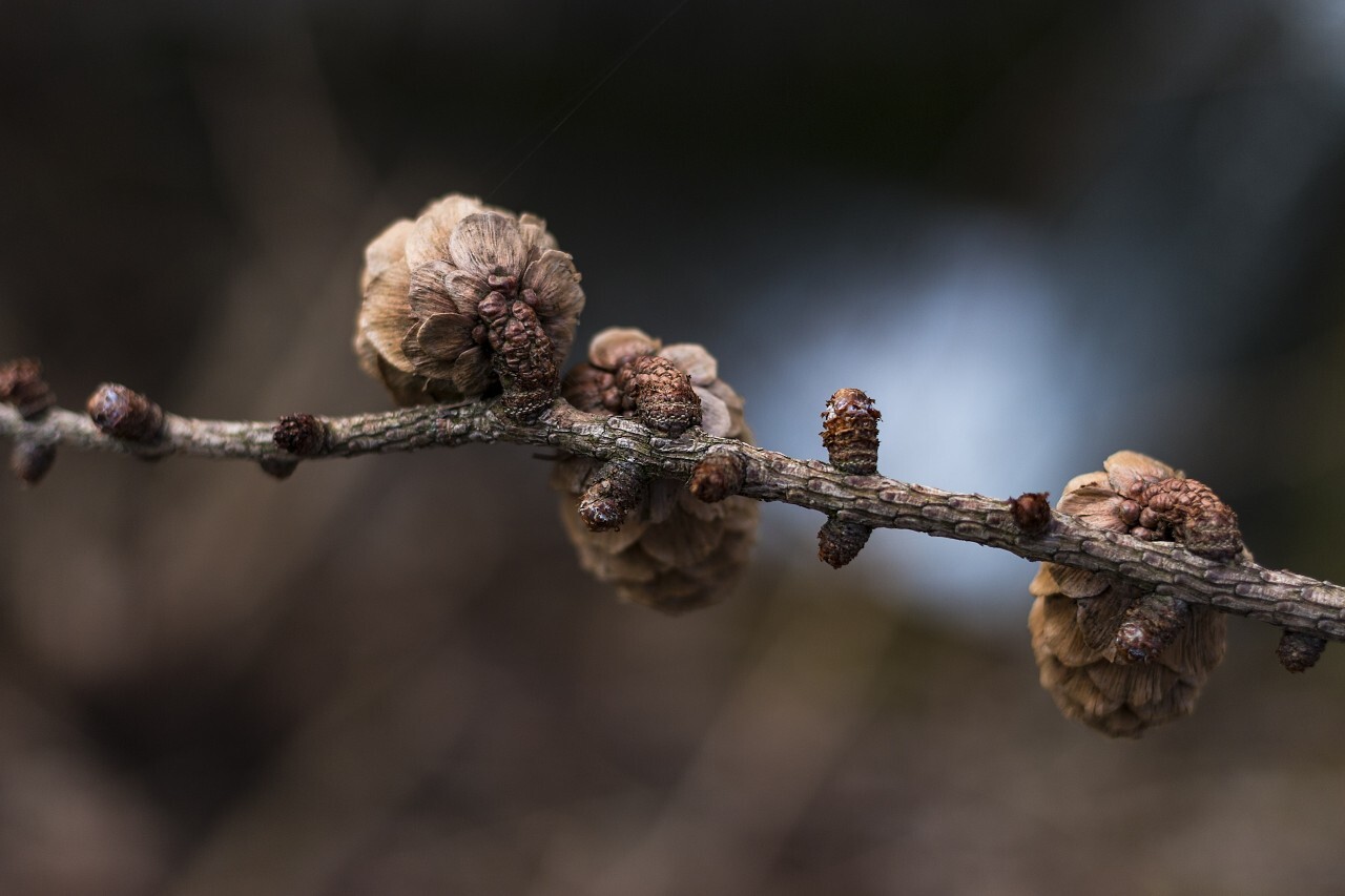 Pine cones on a branch in spring