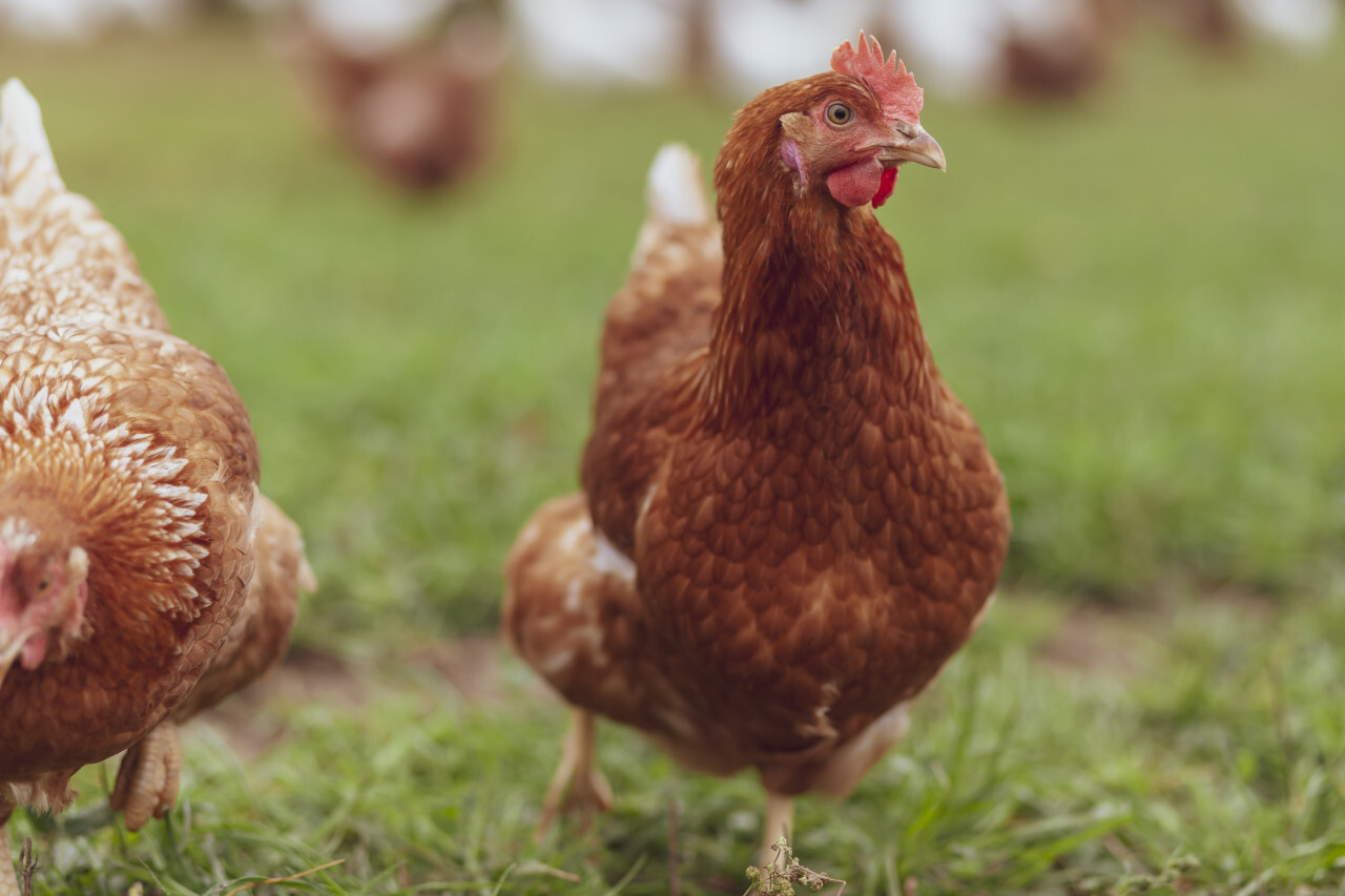 cute brown hen standing on green grass