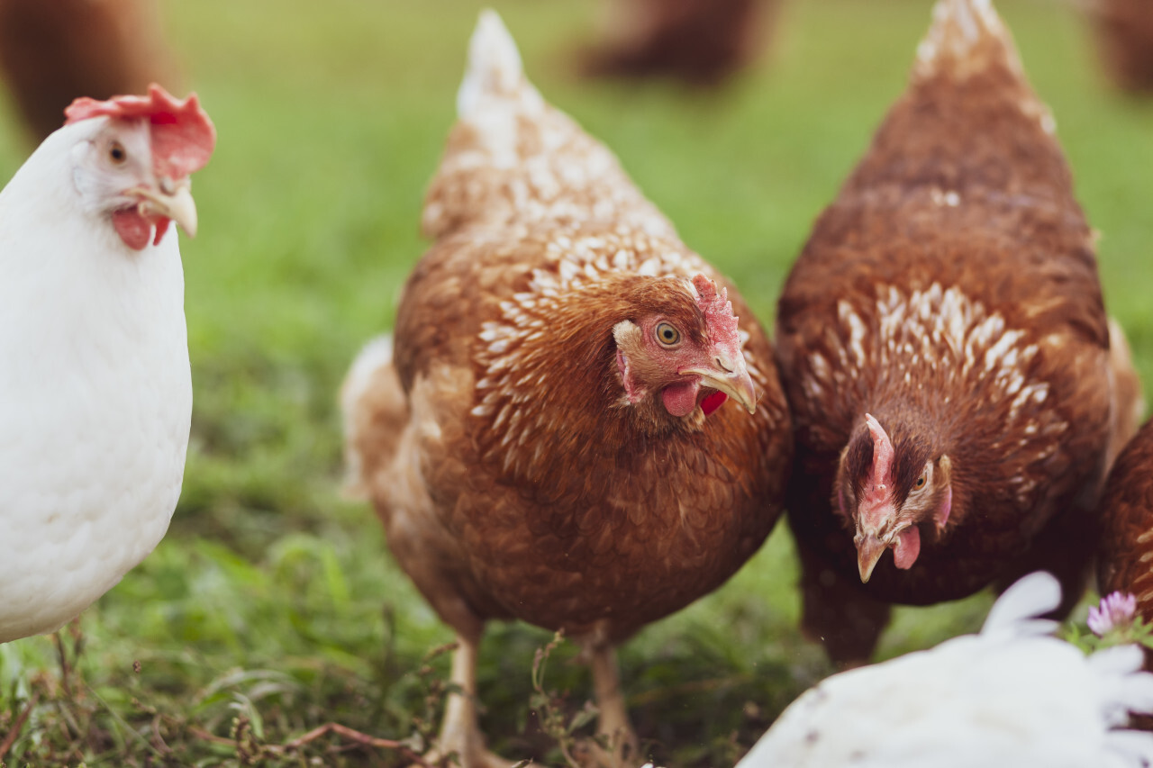 chickens in the yard graze, hens feed on grass. poultry farm