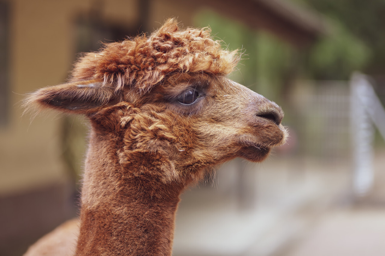 Cute Alpaca Portrait