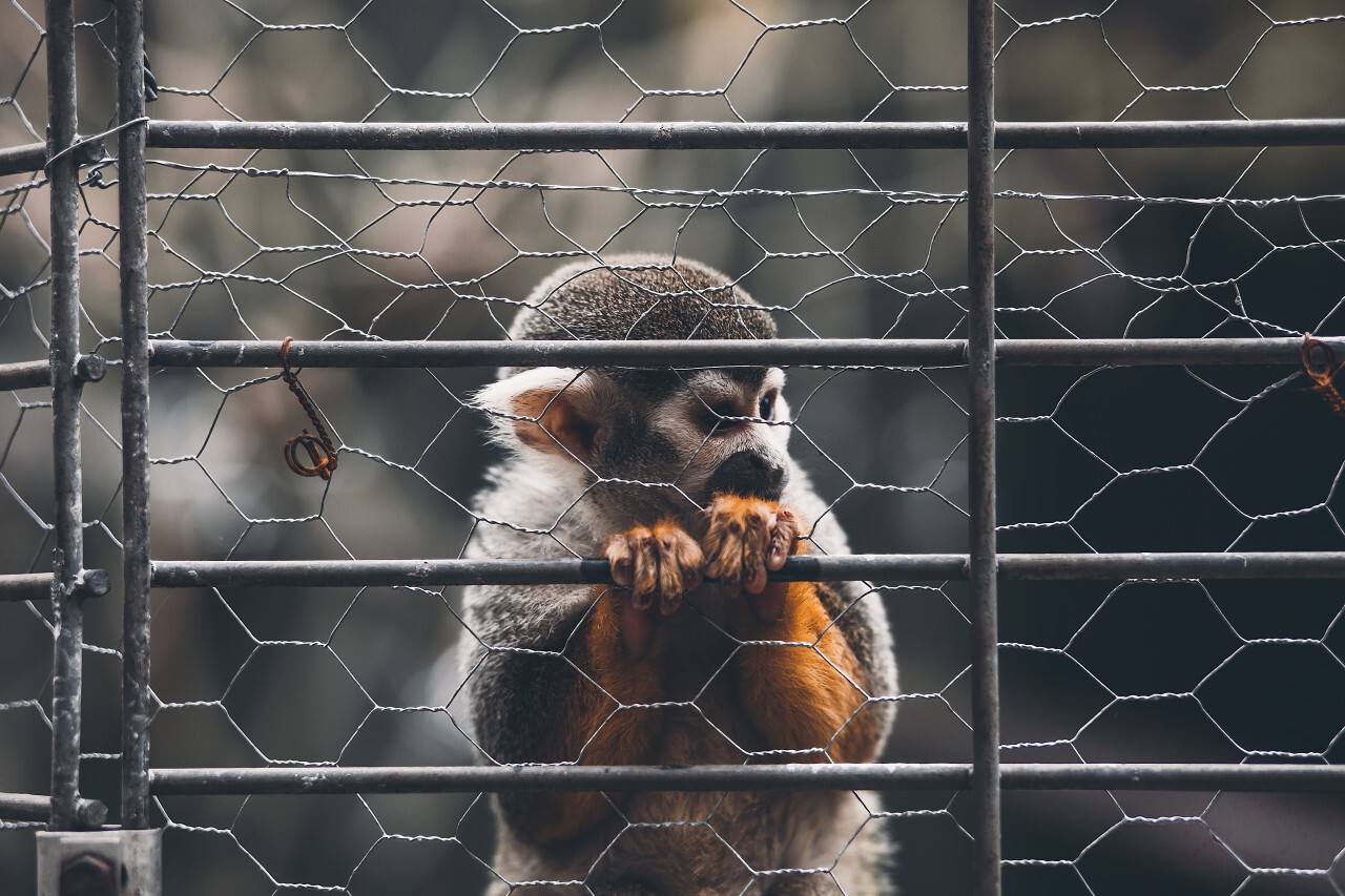 Spider Monkey In Captivity, monkey behind bars