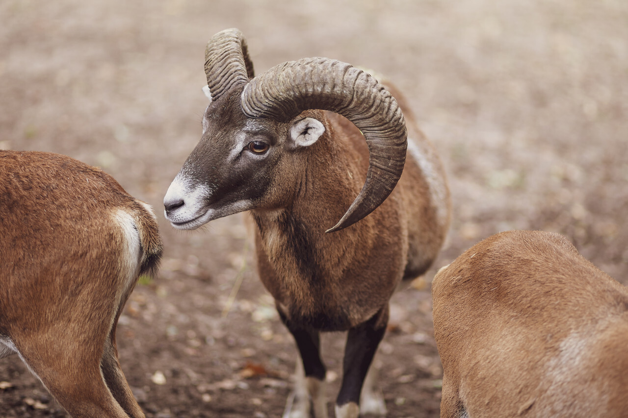 The European mouflon (Ovis orientalis musimon)