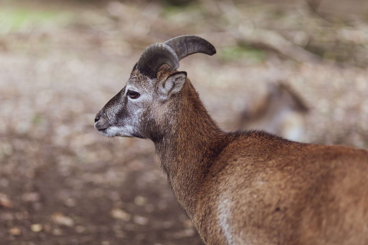 big european mouflon on the grassland