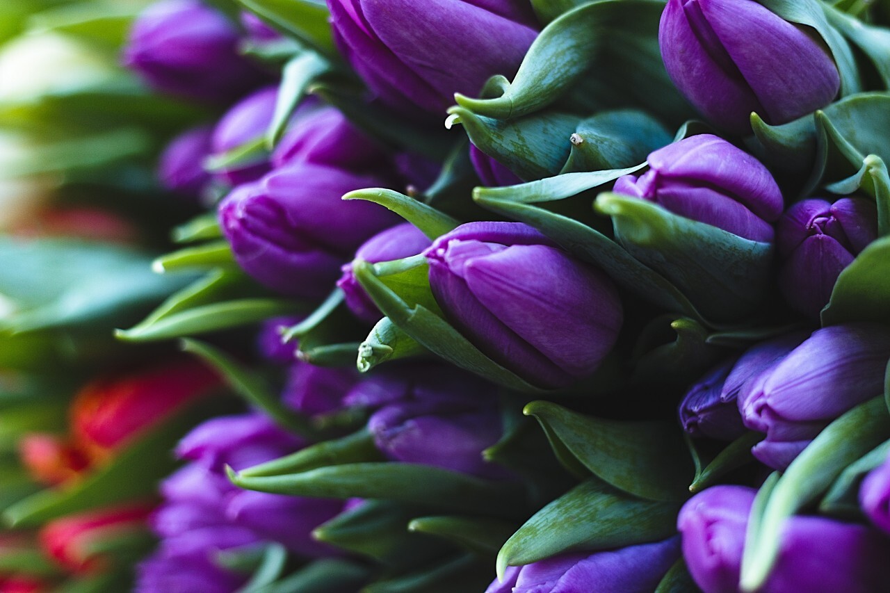 purple tulips