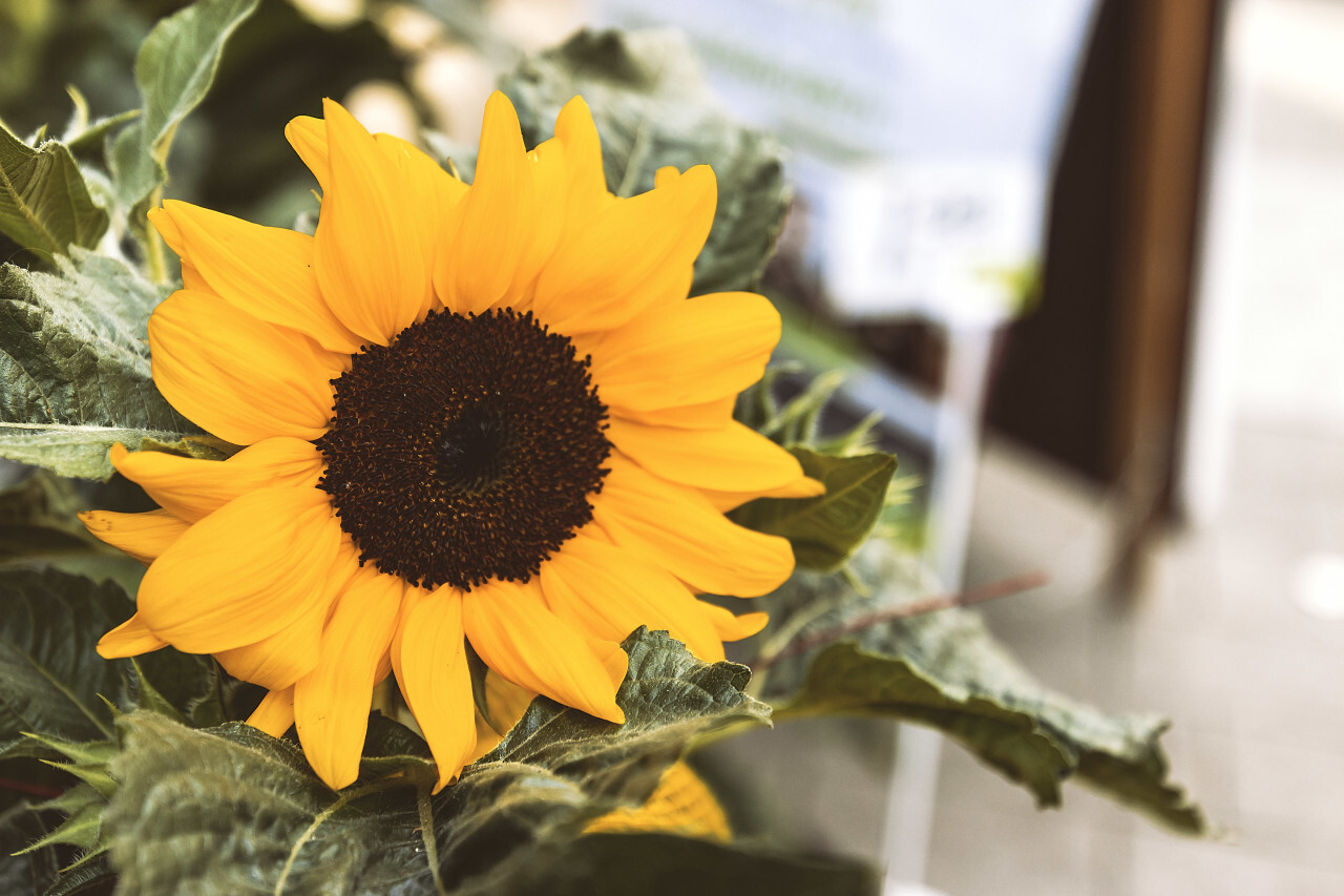 sunflower flower shop