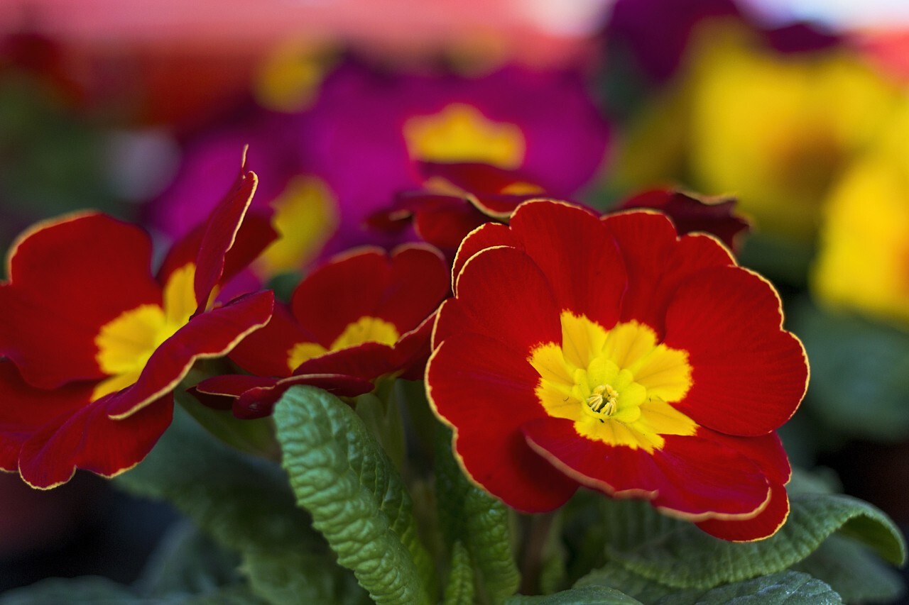 red and yellow primroses