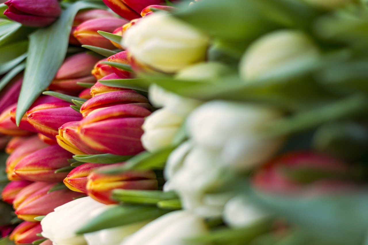 tulips red and white