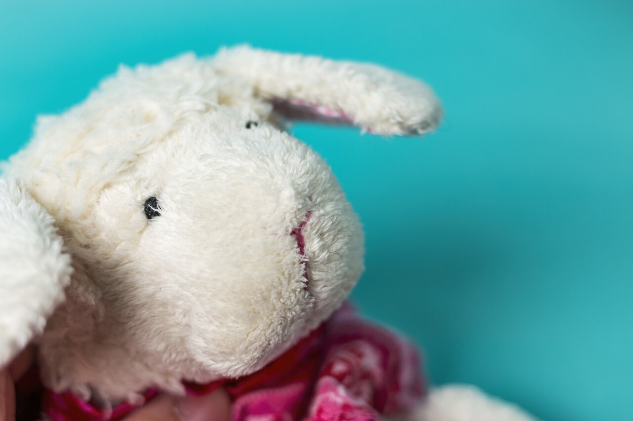 plush sheep blue background