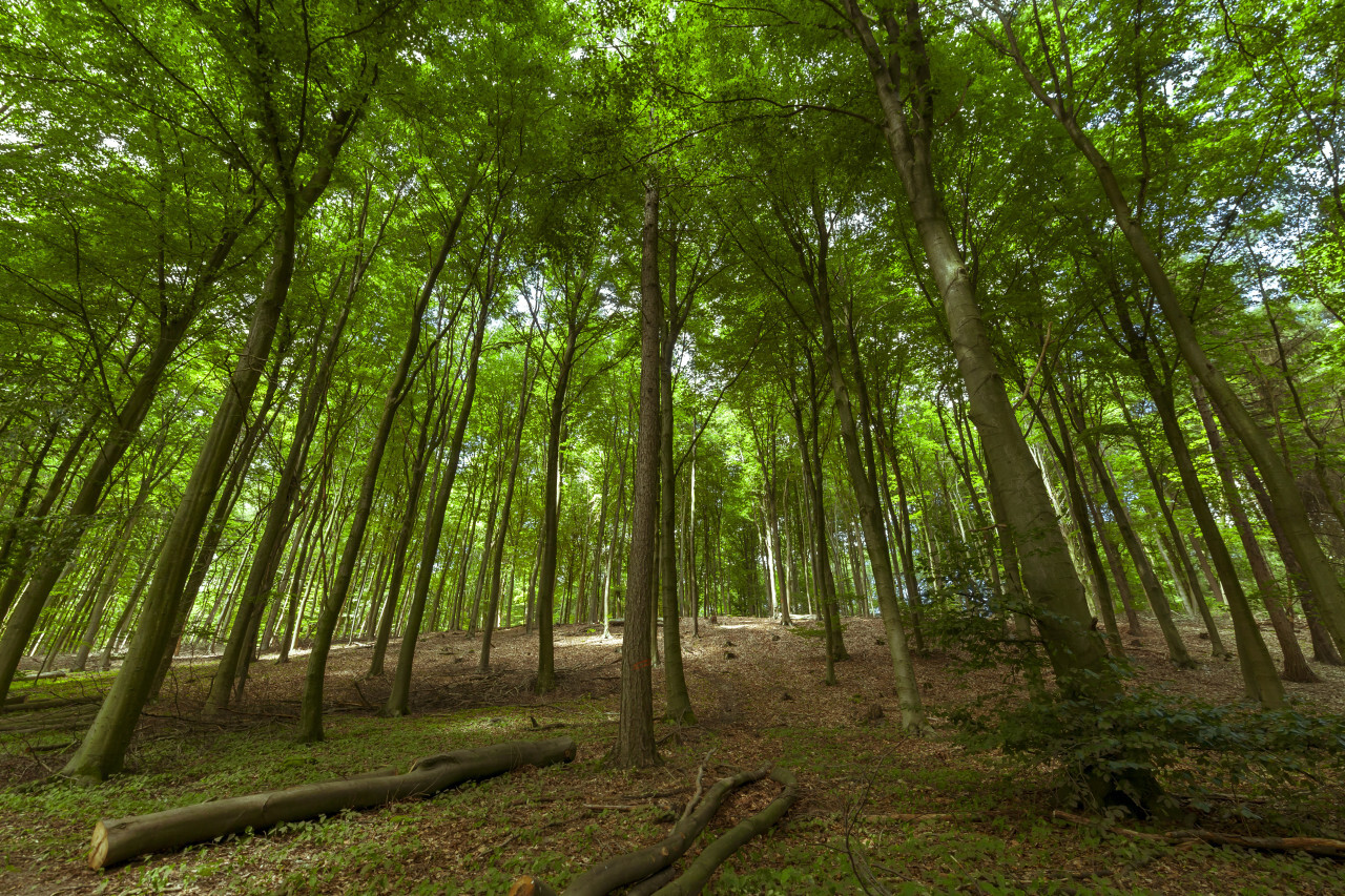 german forest