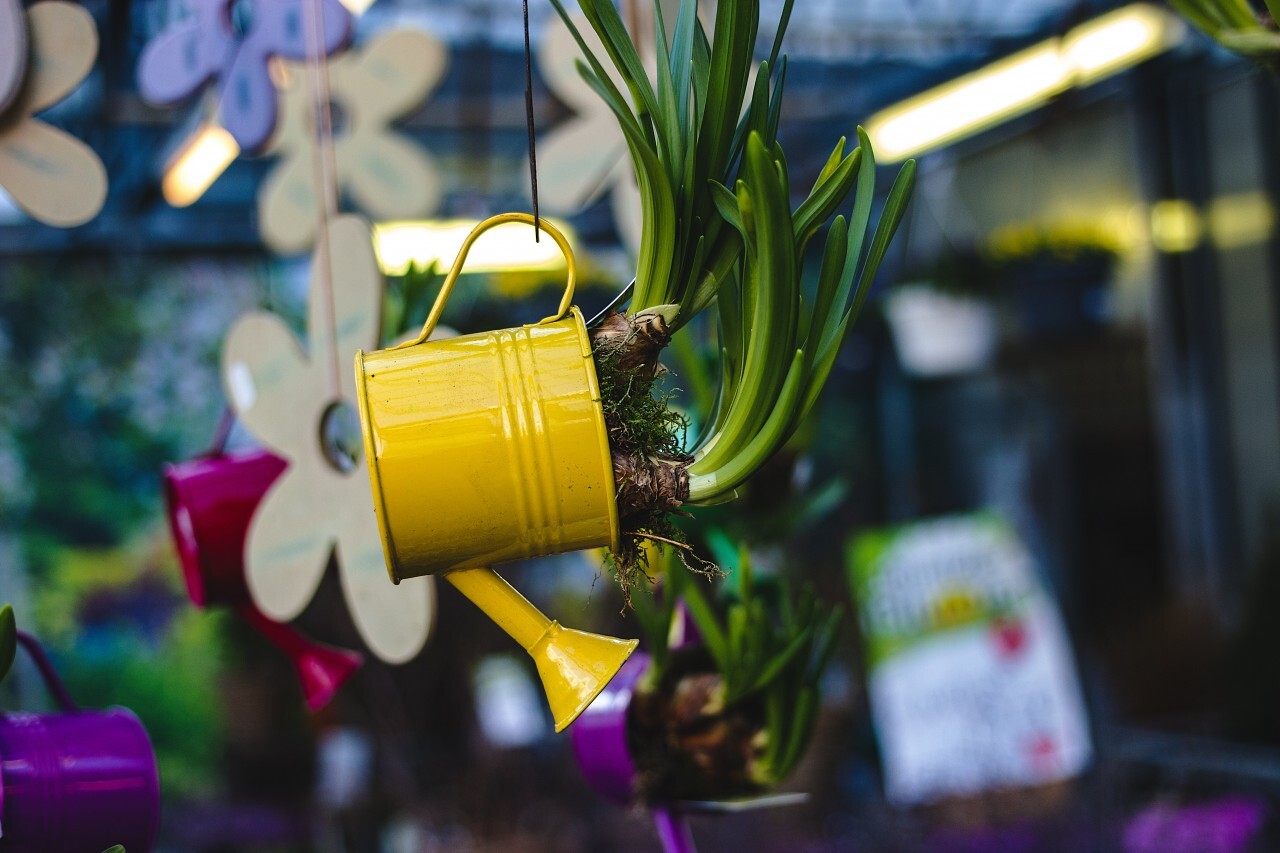 yellow watering can planted with flowers