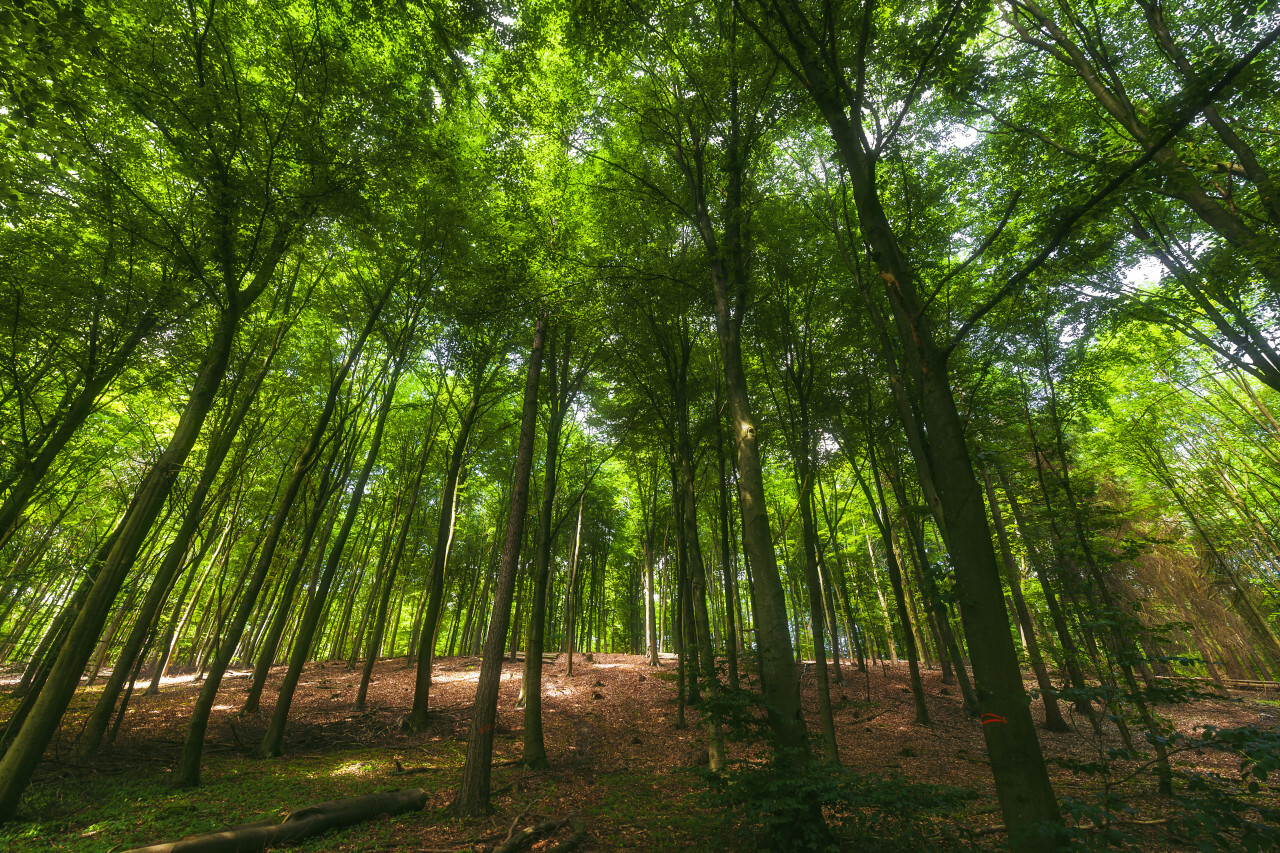 Beautiful forest in spring