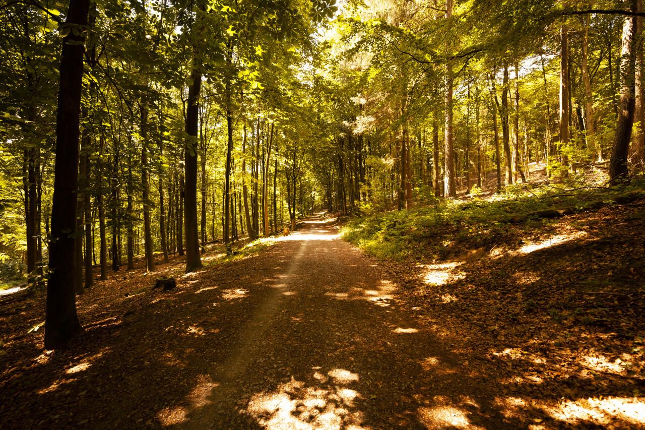 forest path