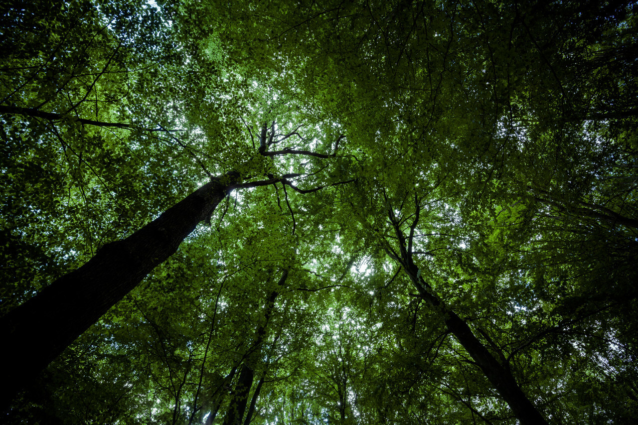 leaves roof in the forest