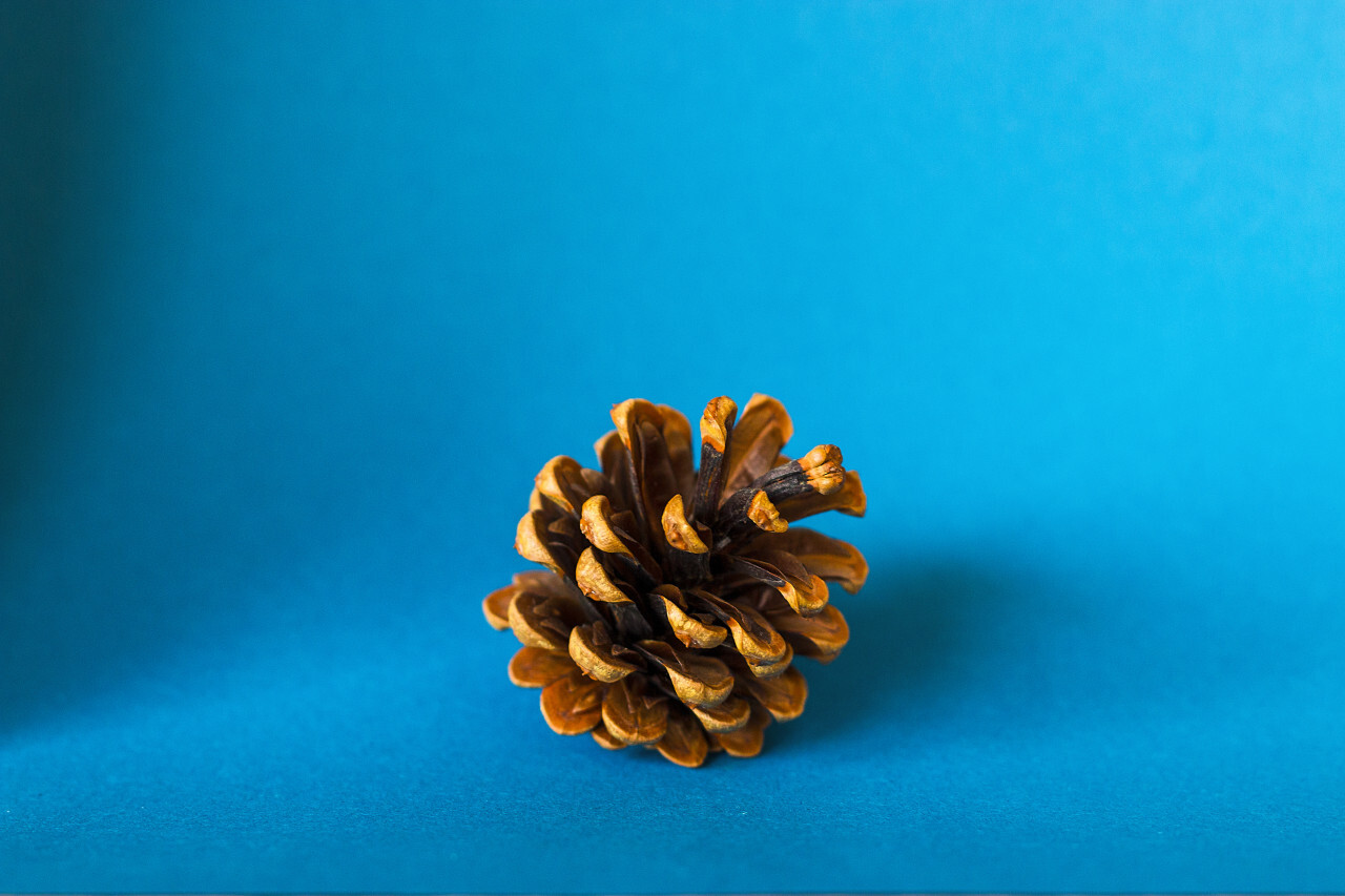 pinecone blue background