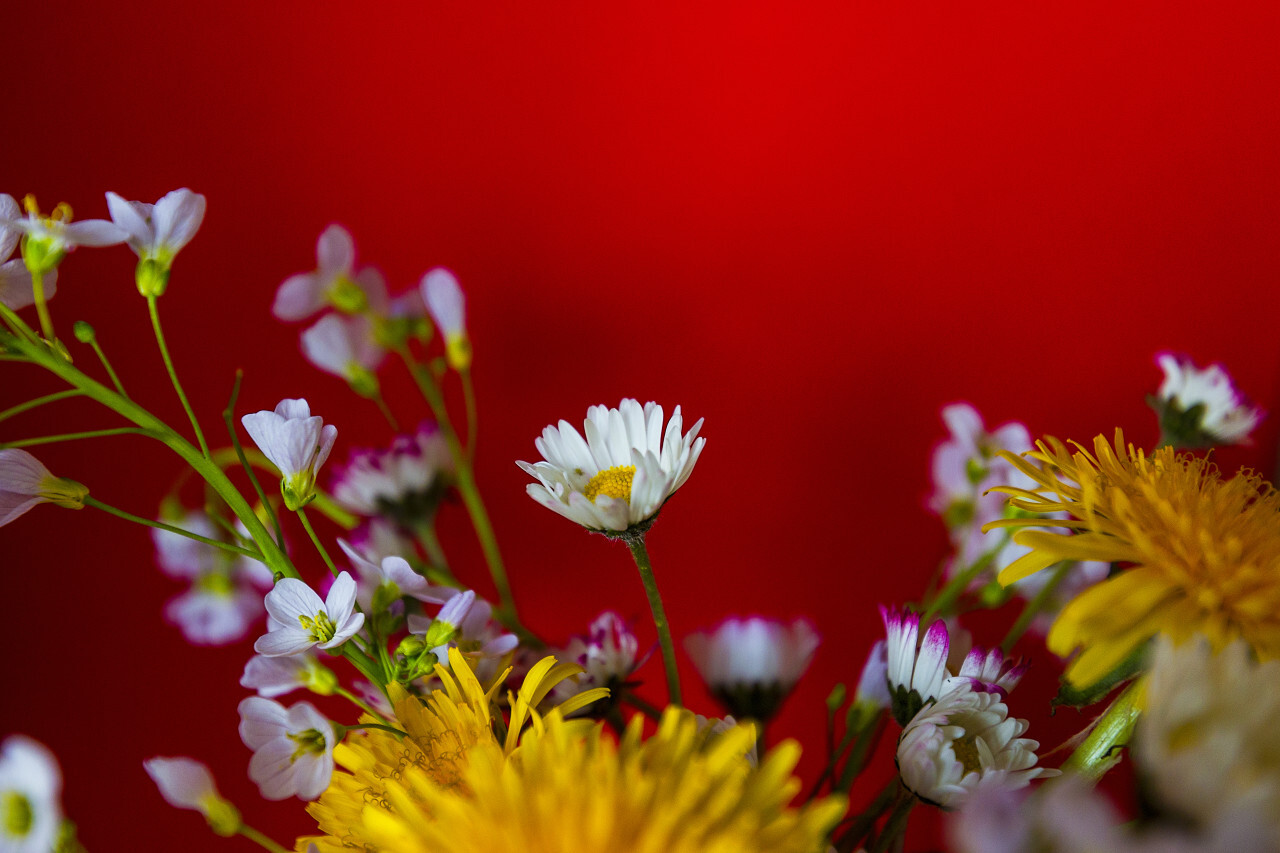 wild spring flowers red background