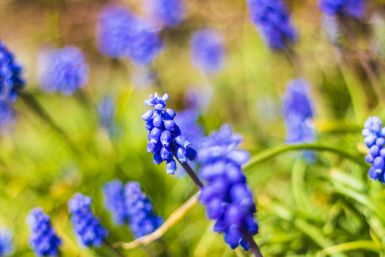 closeup of many blue hyacinth flowers