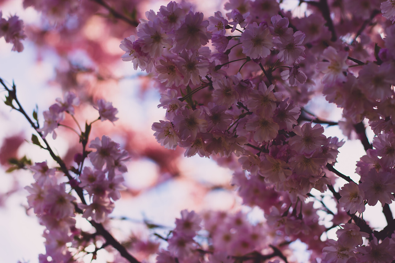 Close-up on a pink japanese sato-zakura or prunus serrulata Kanzan