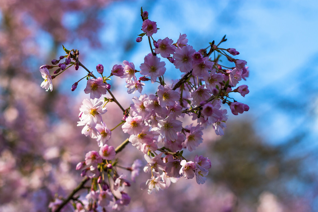 Close-up on a pink japanese sato-zakura or prunus serrulata Kanzan