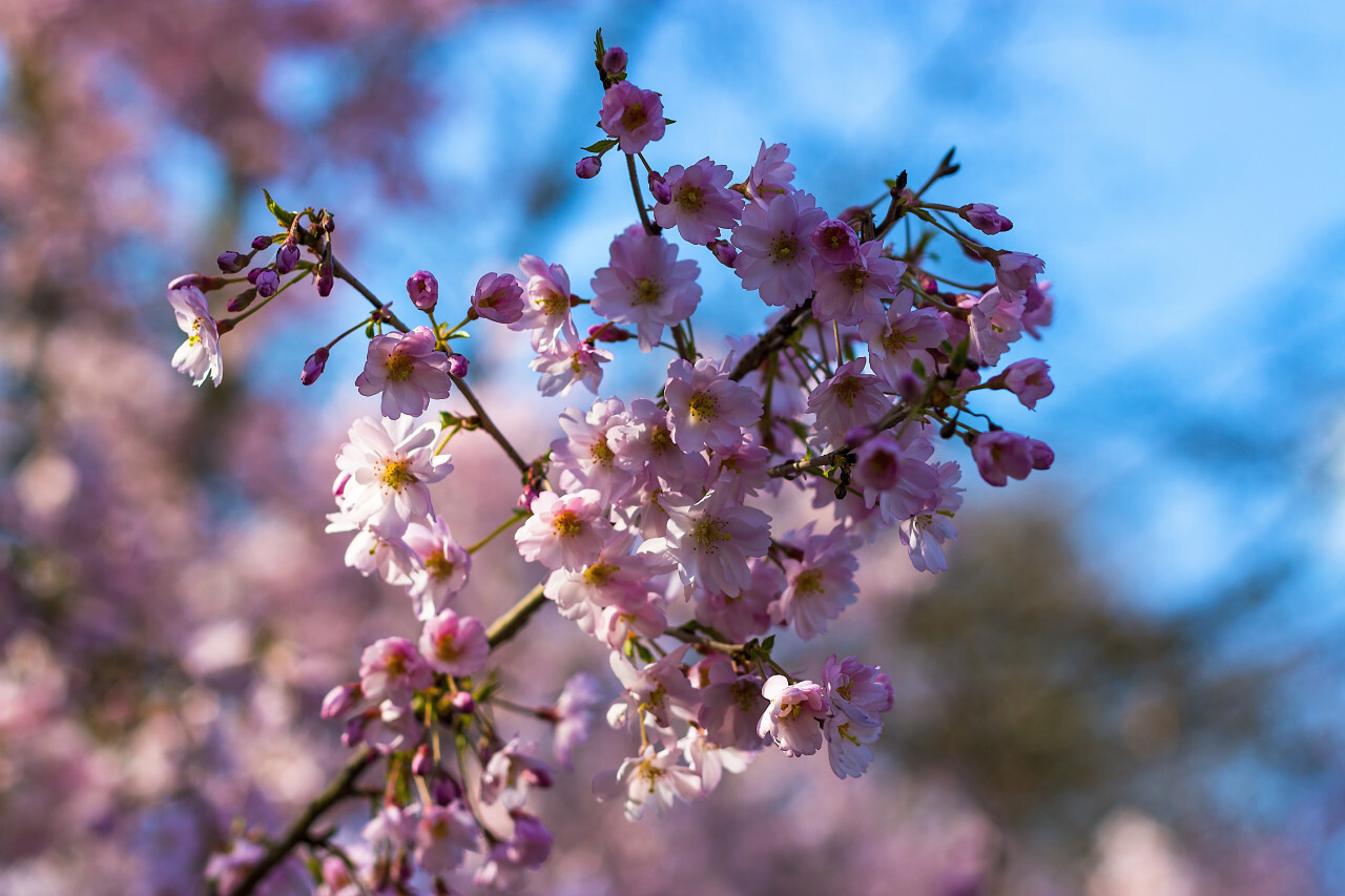 Close-up on a pink japanese sato-zakura or prunus serrulata Kanzan