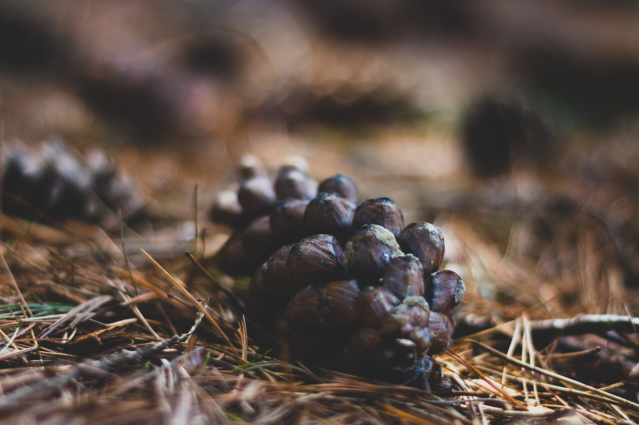 real american pine cones with nice bokeh
