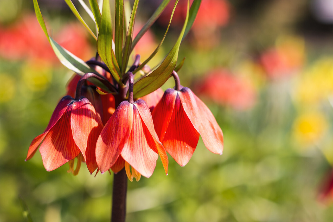 red bellflower