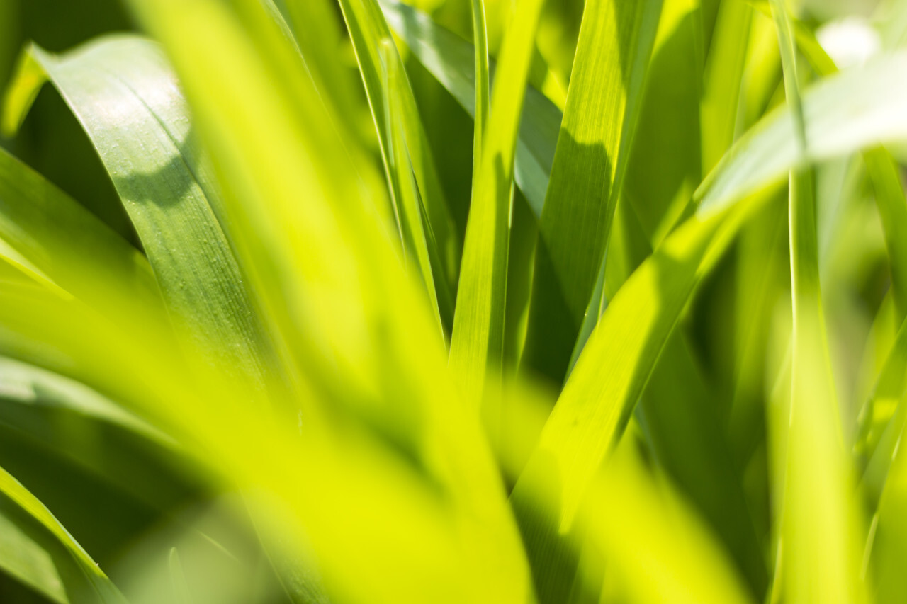 spring green grass background