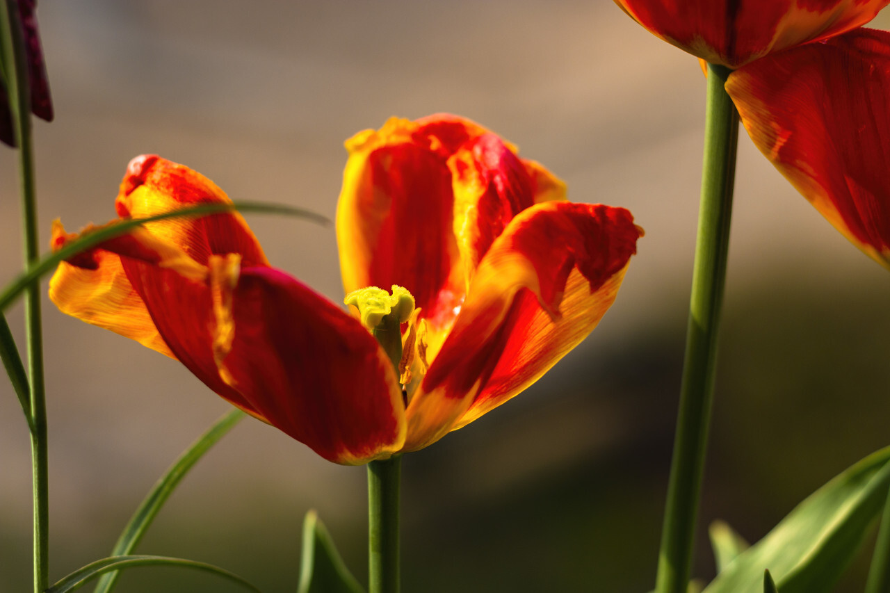 orange and red tulip