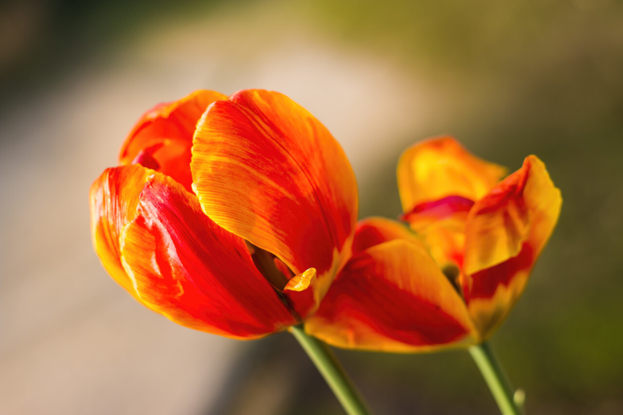 Beautiful orange tulips in the garden, sort Orange Lion. Bulbous plants in the garden.
