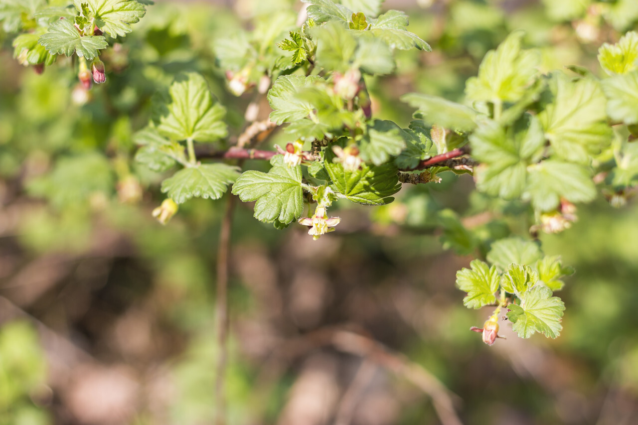 gooseberry plant