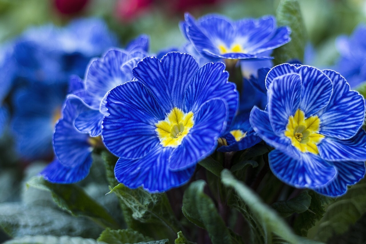 jeansblue primroses