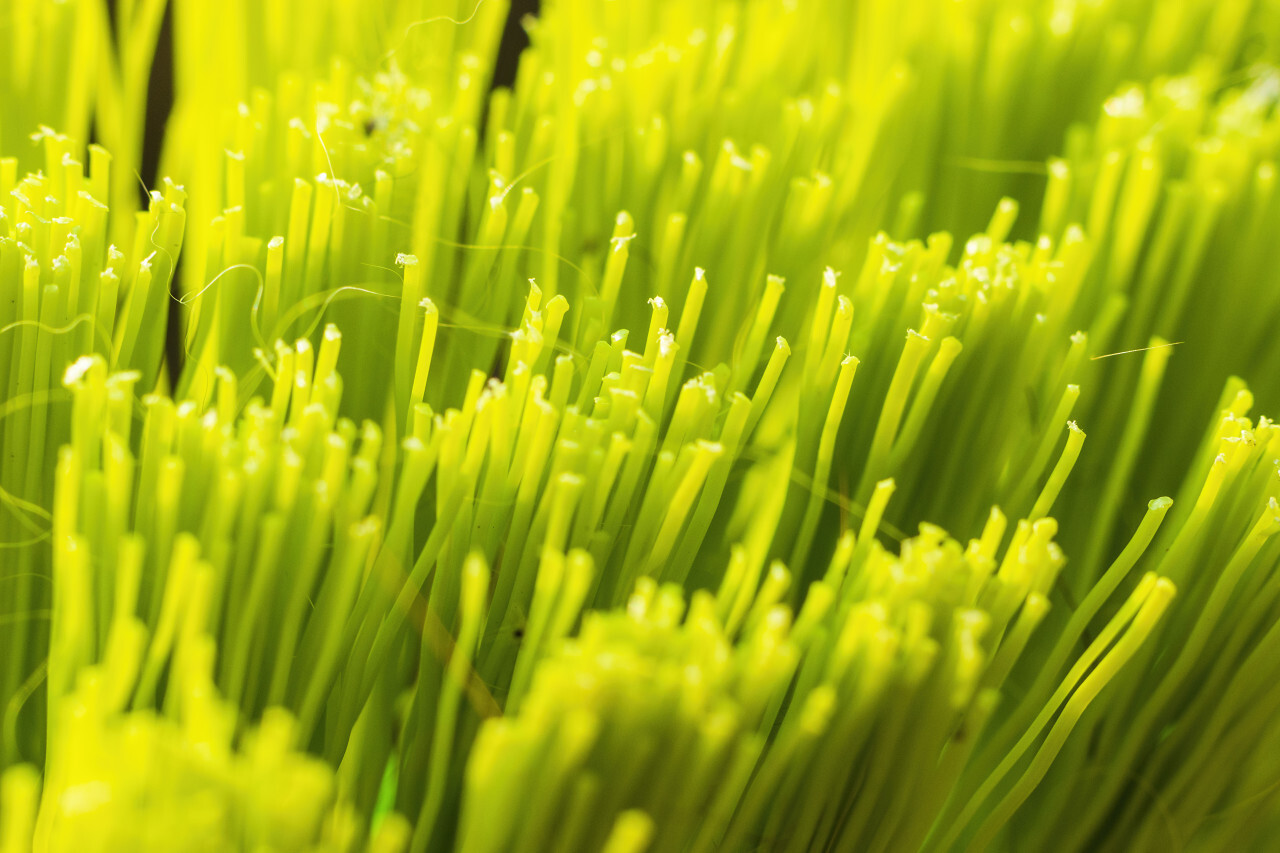 green broom macro background