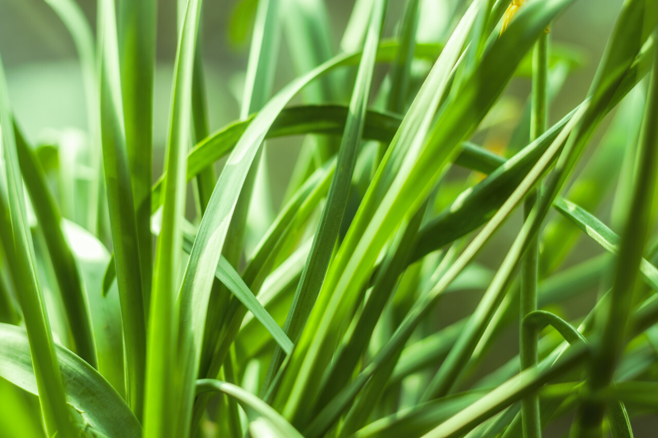 green grasses macro