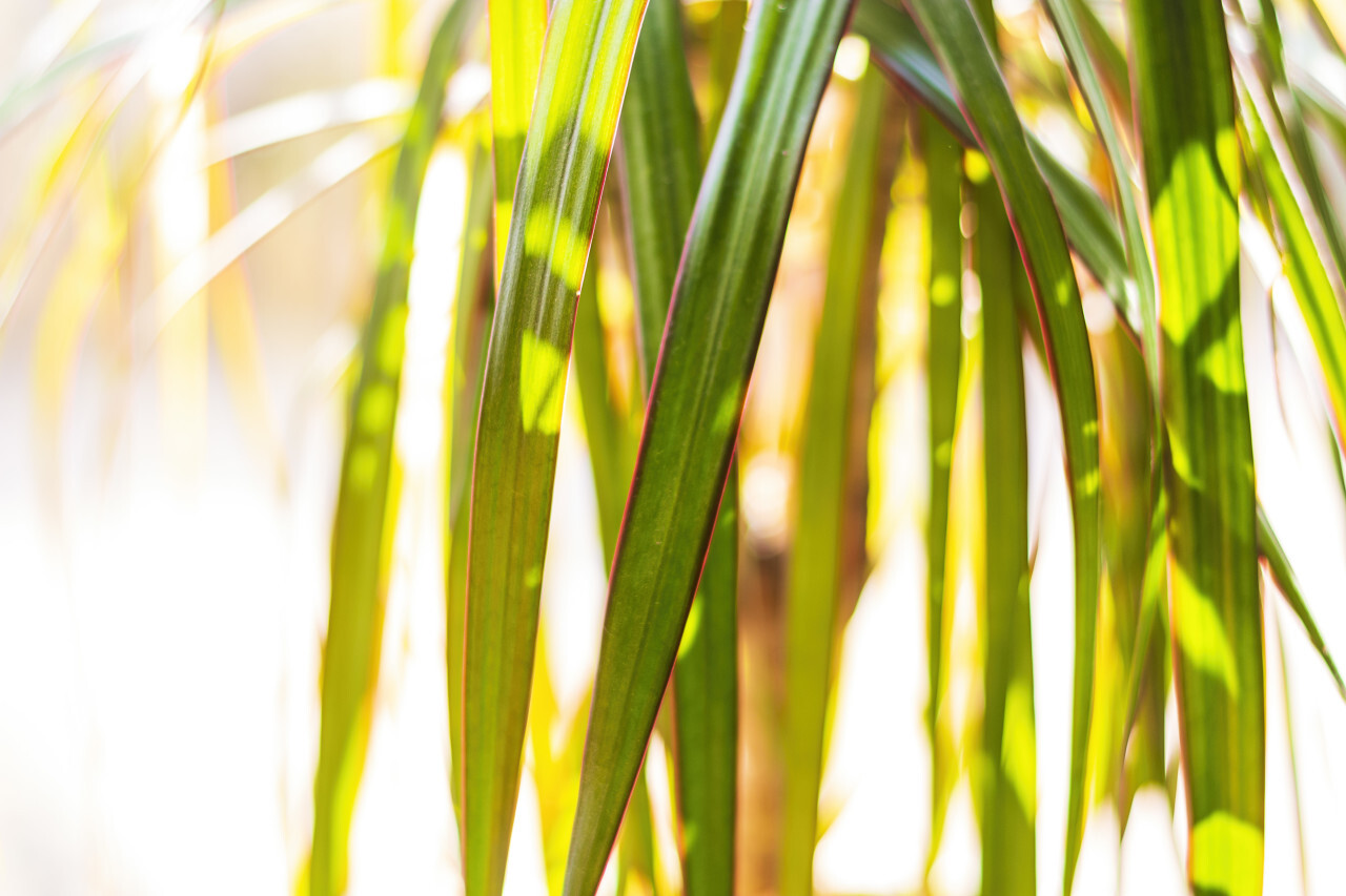 green palm leaves