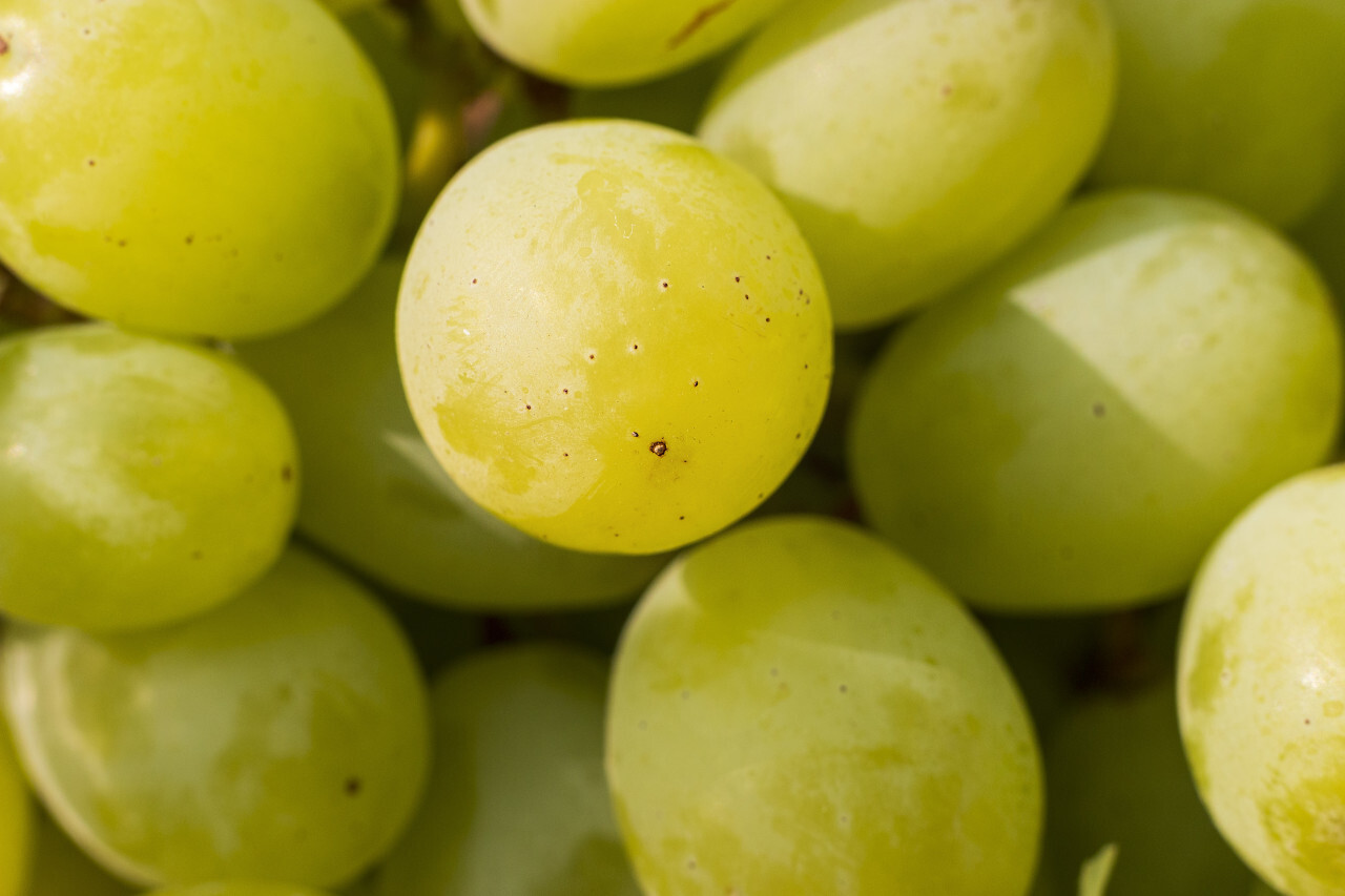 green ripe grapes background