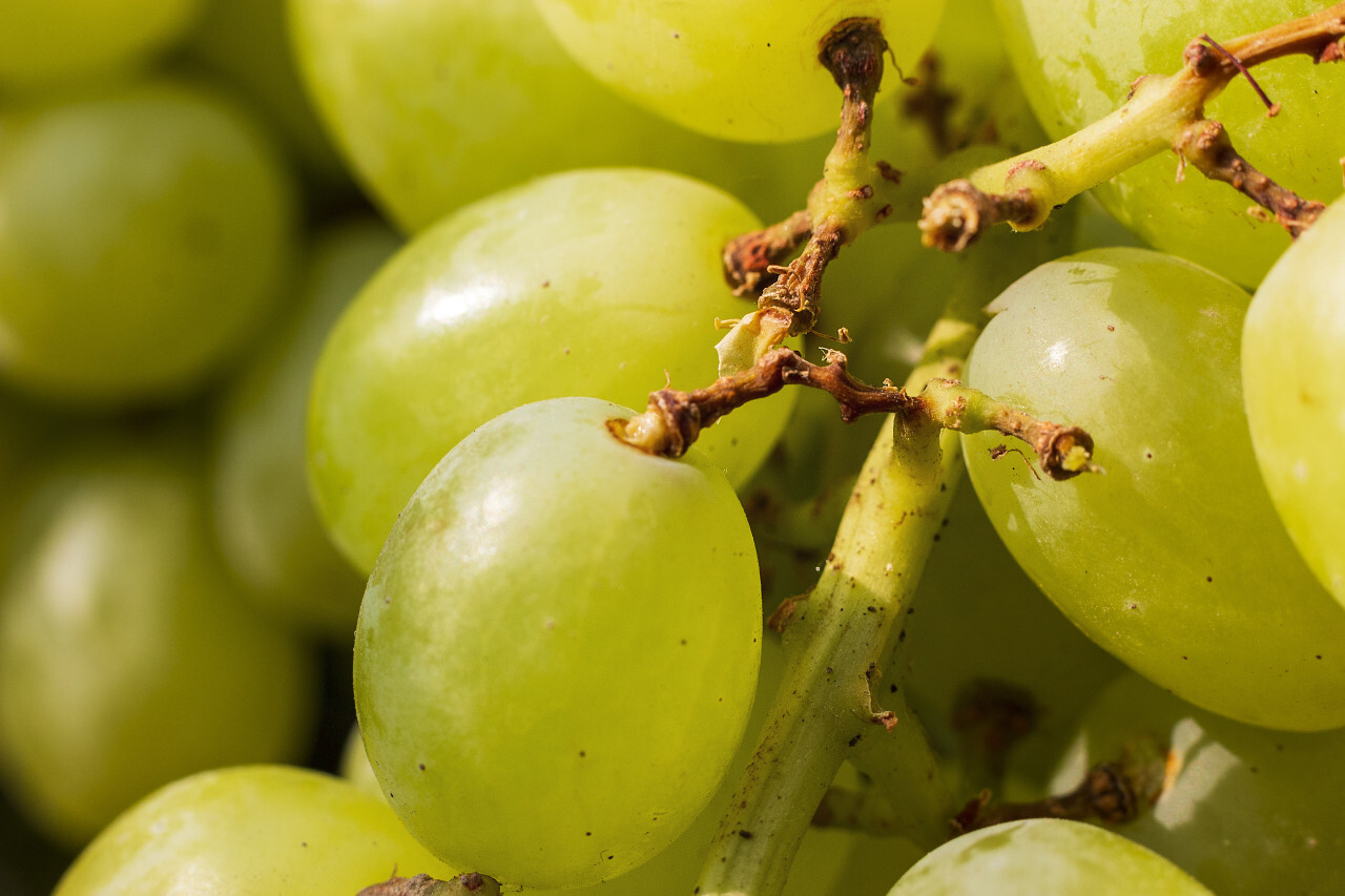 green ripe grapes background