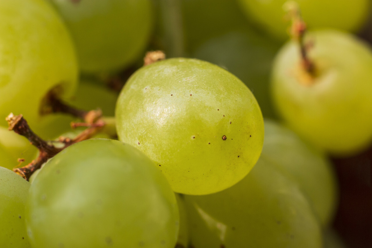 green ripe grapes background