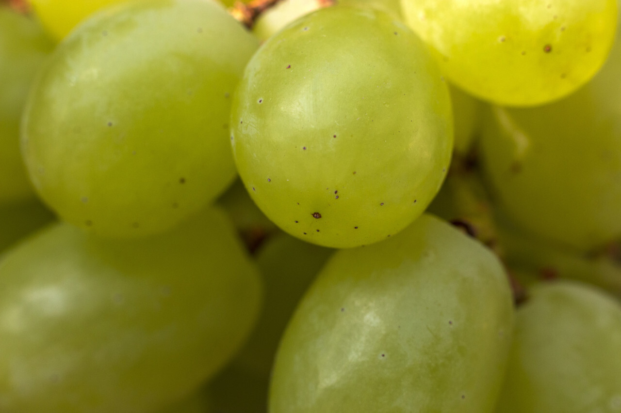 green ripe grapes background