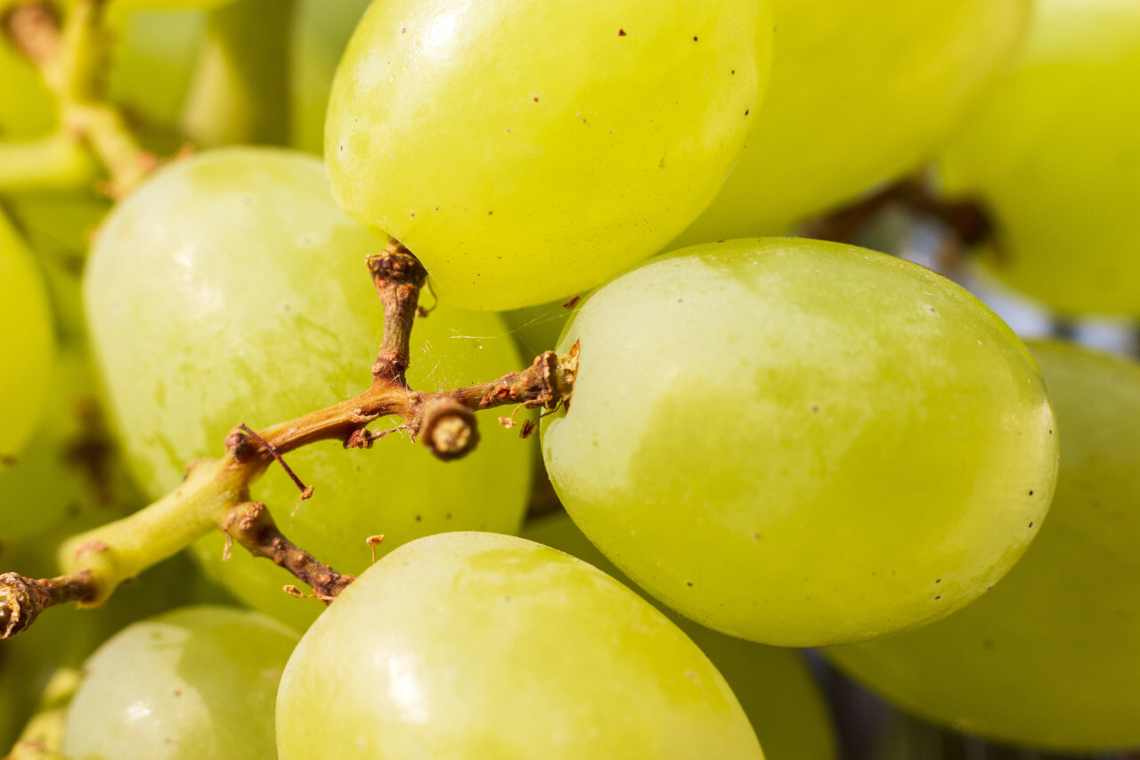 green ripe grapes background